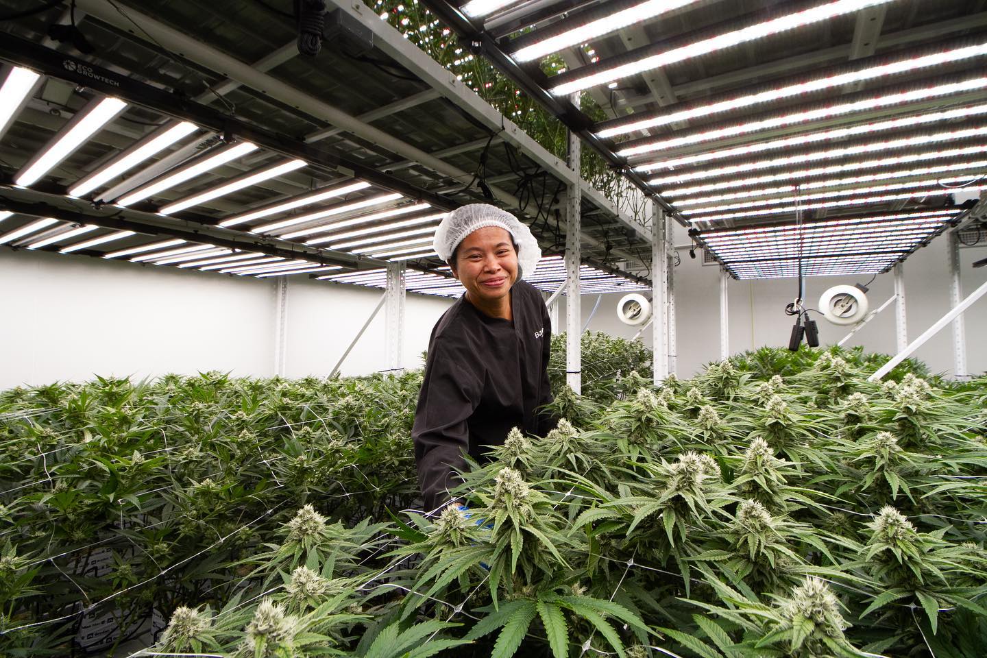 Evergreen Medica operations
